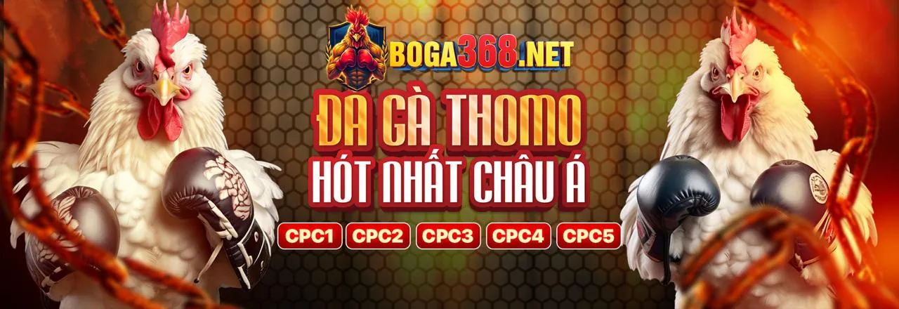 Đá gà trực tiếp tại aebet đăng nhập